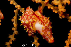On a night dive, Tulamben Wreck by Eric Fly 